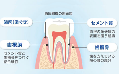 歯周病とからだの病気との関わり