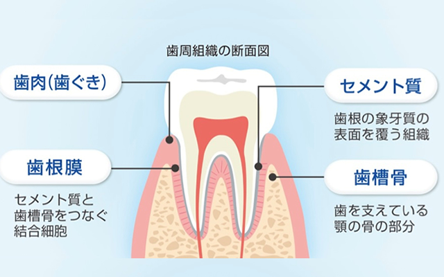 Amazon.co.jp: 基礎と臨床がつながる歯周解剖 歯周病専門医が